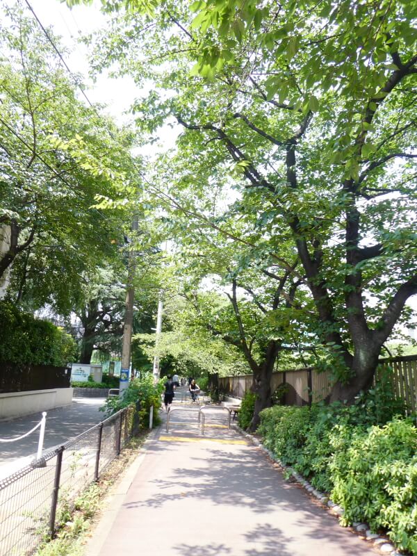 目黒区美術館に続く桜並木の遊歩道